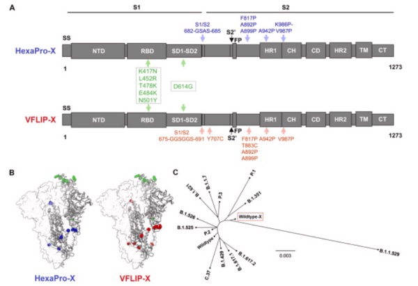 Un prototype de vaccin à ARNm circulaire produisant une pointe VFLIP-X confère une large neutralisation des variants du SRAS-CoV-2 par les sérums de souris