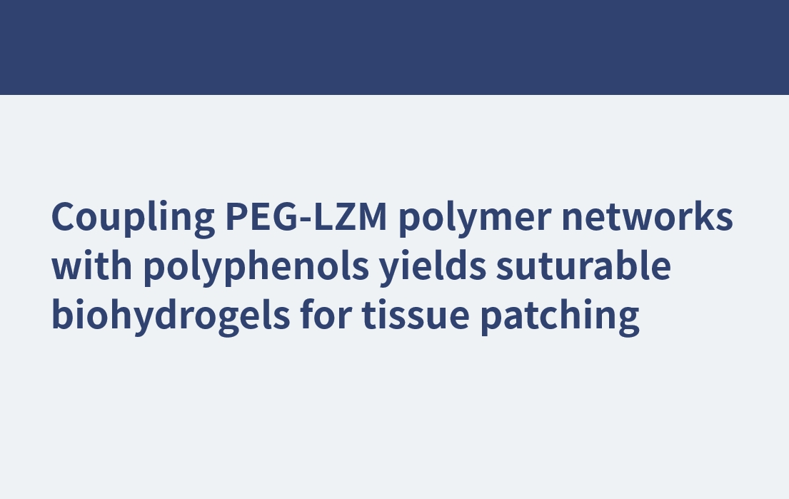 Le couplage de réseaux polymères PEG-LZM avec des polyphénols produit des biohydrogels suturables pour le rapiéçage des tissus