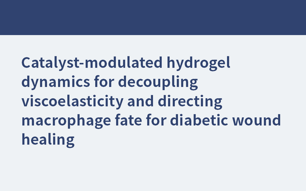 Dynamique d'hydrogel modulée par catalyseur pour découpler la viscoélasticité et diriger le destin des macrophages pour la cicatrisation des plaies diabétiques