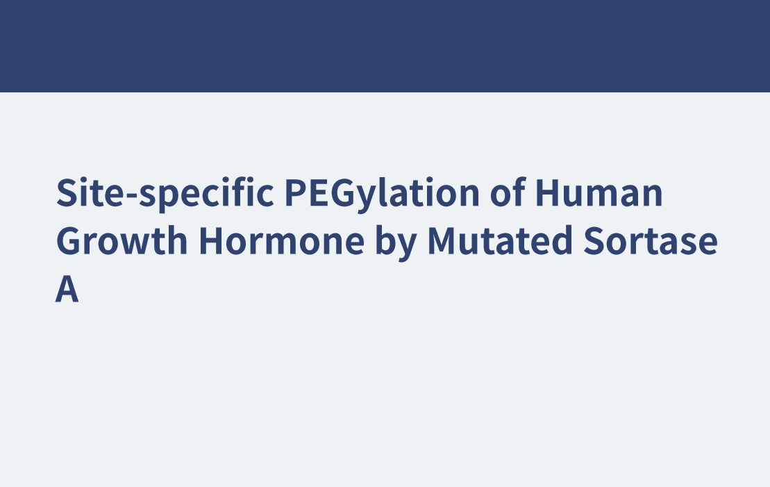PEGylation spécifique au site de l'hormone de croissance humaine par la sortase A mutée